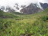 14 Cows Graze At Nanga Parbat Base Camp